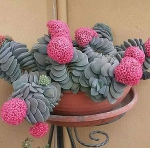 Meet your Posher, Irma